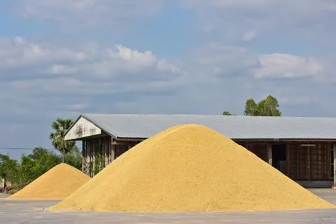 Stack paddy rice on a dring. Foto stock
