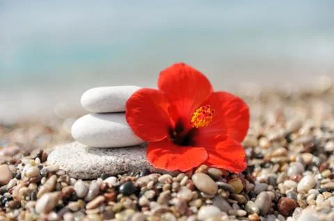 Stack of pebbles and flower Stock Photos