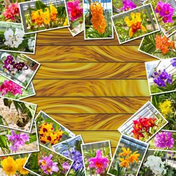 Stack Photos of Orchids Stock-Fotos