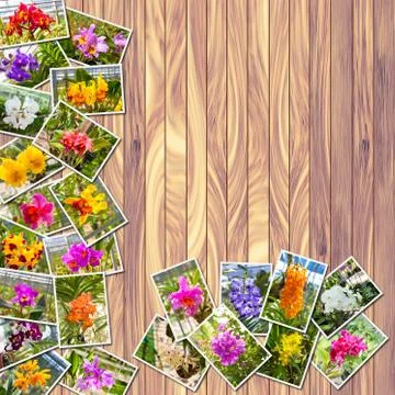 Stack Photos of Orchids Stock Photos