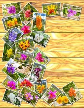 Stack Photos of Orchids Stock Photos