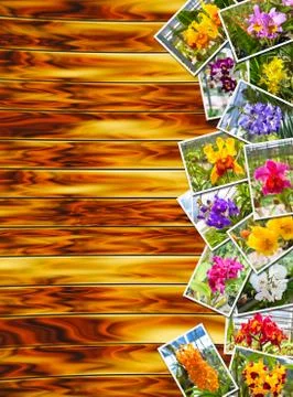 Stack Photos of Orchids Stock Photos