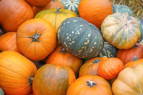 Stack, pile of colorful autumn pumpkins of various shapes and sizes, season.. Foto stock