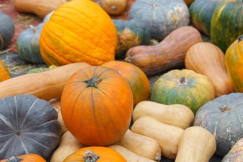 Stack, pile of colorful autumn pumpkins of various shapes and sizes, season.. Stockfoto's