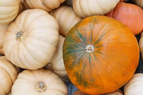 Stack, pile of colorful autumn pumpkins of various shapes and sizes, season.. Stock Photos