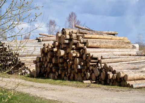 Stack pine log waiting transportation Stock-Fotos