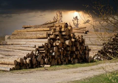 Stack pine log waiting transportation Фото