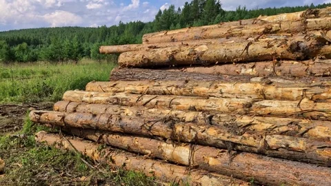 Stack of pine logs in clearing near forest Stock Footage 344813972