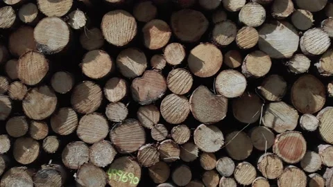 Stack of pine logs Stock Footage 169803089