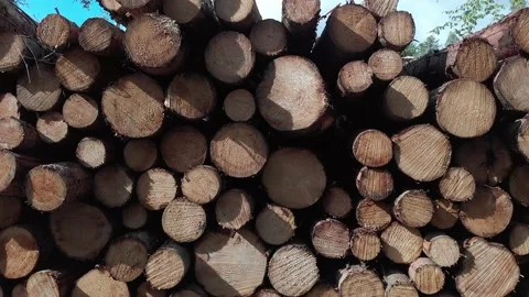 Stack of pine logs Stock Footage 169803091