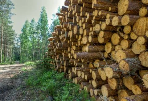 Stack of pine trees Stock Photos