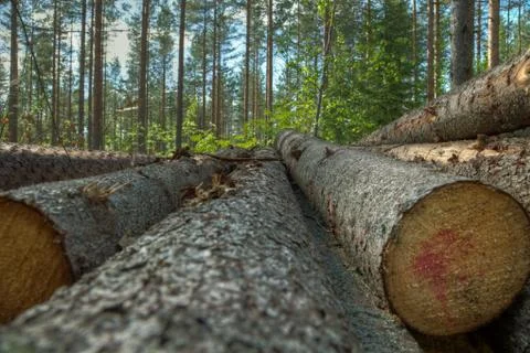 Stack of pine trees Stock Photos