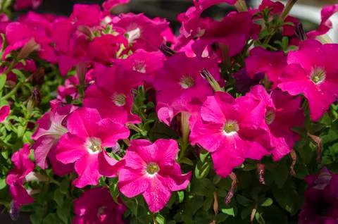 Stack pink petunia flower in  park  Borisova gradina Stock Photos
