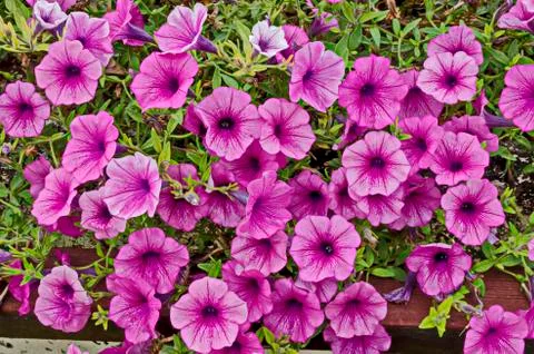 Stack pink petunia flower in public garden, town Delchevo Stock Photos