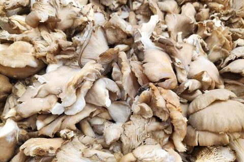 Stack of Pleurotus on a merchant's stall Stock Photos