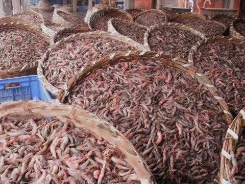 Stack of prawn in a fish market of Digha ,West bengal Stock Photos