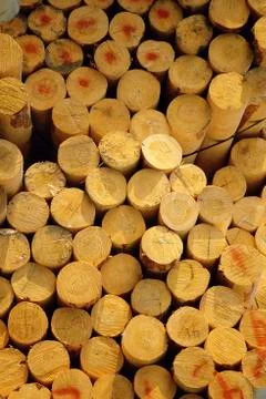 Stack of prepared timber Stock Photos