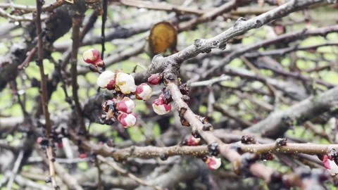 Stack of pruned fruit tree branches with some small white blooming flowers in Stock Footage 313477696