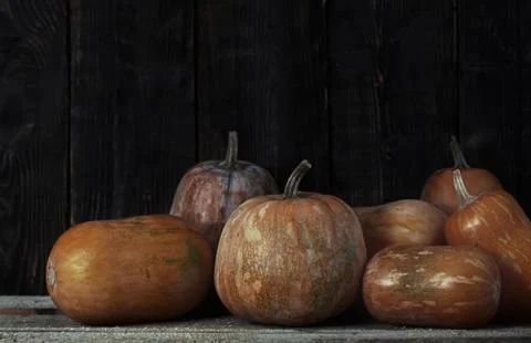 Stack of pumpkins after harvesting Stock Photos