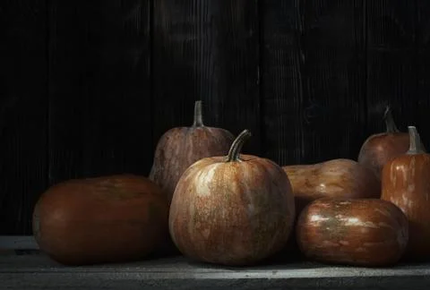 Stack of pumpkins after harvesting Stock Photos