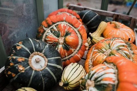 Stack of pumpkins in a crate in a green house 스톡 사진
