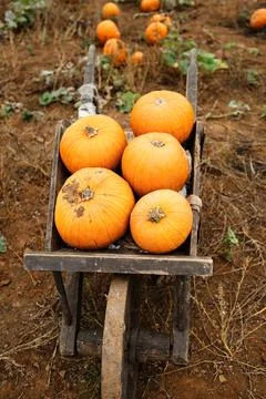 Stack of pumpkins on a wooden cart Stock Photos