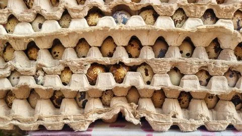 Stack of quail eggs with their distinctive speckled shells. Stock Photos