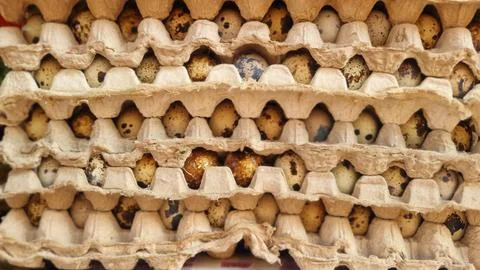 Stack of quail eggs with their distinctive speckled shells. Stock Photos