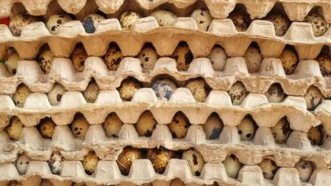 Stack of quail eggs with their distinctive speckled shells. Stock Photos