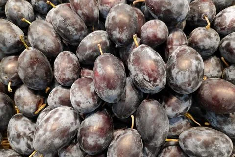 Stack of quetsche plums on a market stall Stock Photos