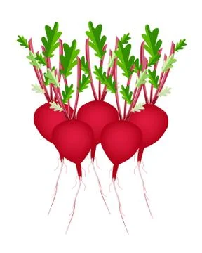 Stack of Radish Or Beet on White Background Stock Illustration
