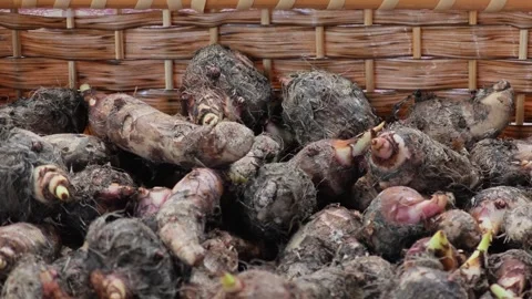 Stack of raw and unpeeled taro. Stock Footage 310931393