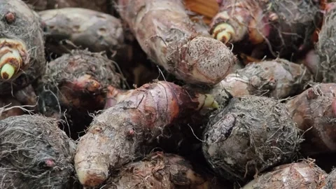 Stack of raw and unpeeled taro. Stock Footage 310931404