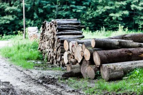 Stack of raw wooden lumber on the grass by the forest. Industry concept with Stock Photos