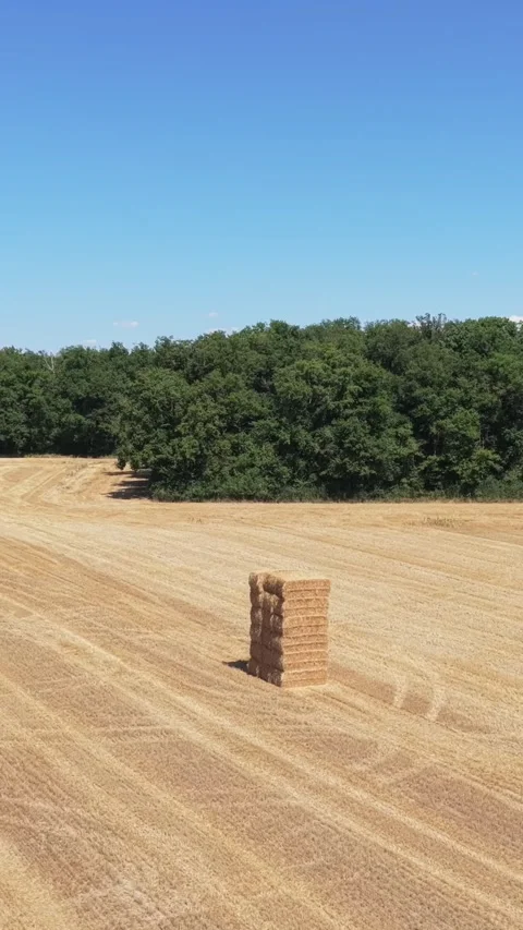 A stack of rectangular hay bales in the center of a golden harvested field Stock Footage 346651757