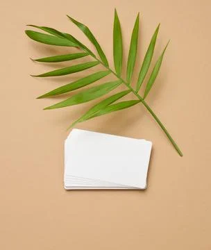 A stack of rectangular white paper business cards and a leaf of a palm tree o Stock Photos