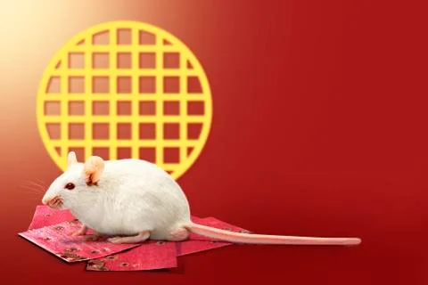 Stack of red envelopes to celebrate Chinese New Year and white mouse on a red Foto stock