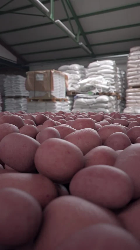 Stack of red potatoes in an industrial warehouse. Vertical version. Vídeos de archivo 336328983