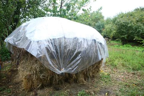 Stack of Rice . A pile of hay among the green grass. a large haystack on a green Stock Photos