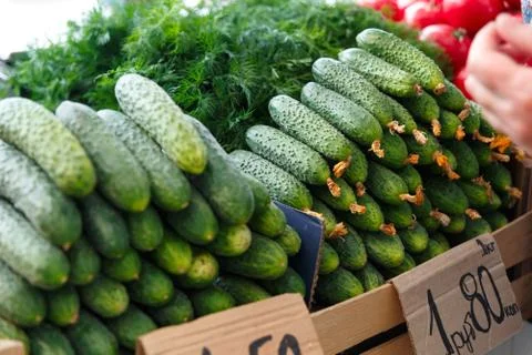 Stack with ripe cucumbers on the counter of the Belarussian market. 스톡 사진