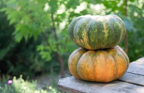 Stack of ripe pumpkins on wood rustic table in garden Stock Photos