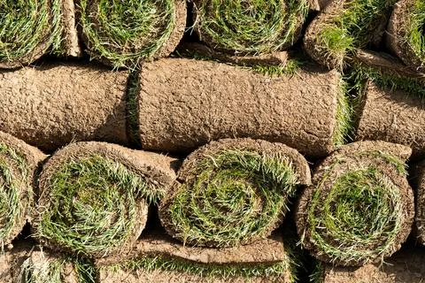Stack of rolled lawns made of fresh green grass prepared for landscaping work in Stock Photos
