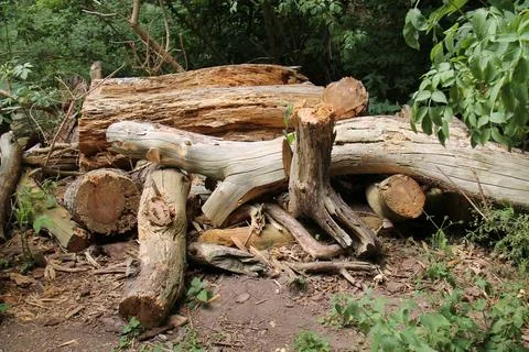 Stack of Rotting Wood. 写真素材