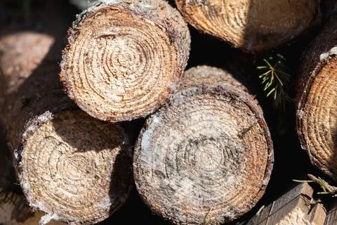 Stack of rough firewood, round spruce chunks Foto stock