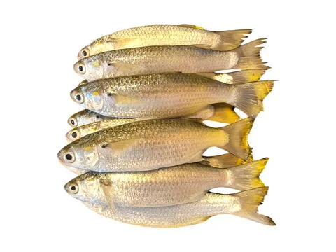 Stack of Saltwater Mullet Fish Stock Photos
