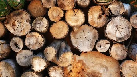 Stack of Sawn Logs Background. Clip art photo. Natural wooden wallpaper Stock Photos