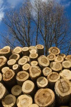 Stack of sawn tree trunks Stock-Fotos