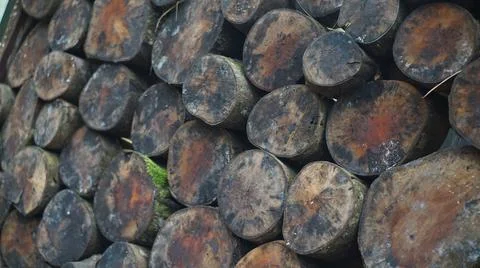 Stack of sawn-off tree trunks 스톡 사진