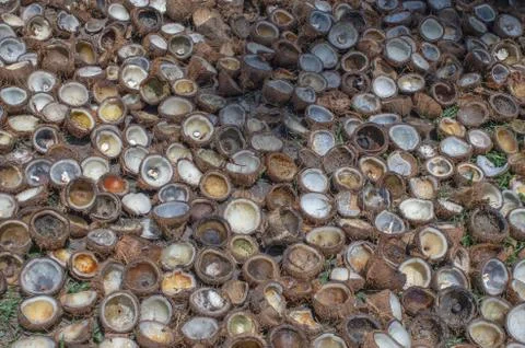 Stack shell of the coconut, dry out for coconut oil industry Foto stock