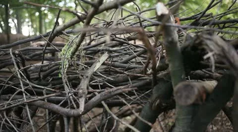Stack of small branches 01 Stock Footage 22431529